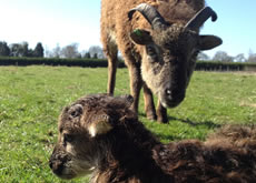Soay Sheep