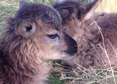 Soay Sheep