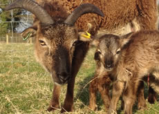 Soay Sheep